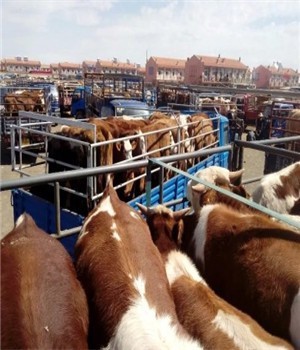 张家口黄牛市场 肉牛养殖的发展潜力与实践指南