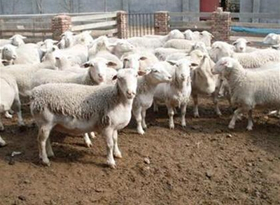 肉羊养殖农户如何养殖肉羊才能出效益